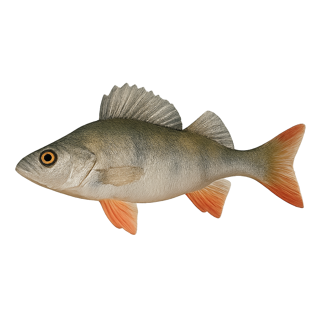 a fish