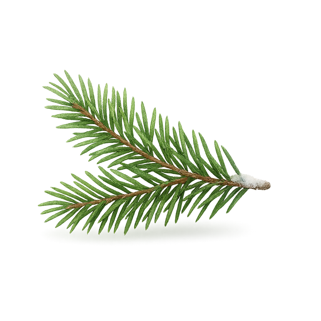 Техническое задание: Растровая ёлочная ветвь  Формат и фон:  PNG с прозрачным фоном (только ветка, края прозрачные)  Разрешение: не менее 1024×1024 px (или выше для качественного масштабирования)  Объект:  Реалистичная ёлочная ветка с иголками  Можно добавить несколько оттенков зелёного для объёма и глубины  Стиль:  Полуреалистичный или фотореалистичный  Чёткие, детализированные иголки  Лёгкий блеск/блики на иголках для натурального эффекта  Дополнительные элементы:  По желанию можно добавить пару капелек инея или мягкий снежок на ветке  Тень или слегка размытую область под веткой для объёма  Требования к изображению:  Прозрачные края (без фона)  Высокая детализация и четкость контура ветки  Использовать растровый формат PNG  Применение:  Для композиций, наклеек, коллажей и новогоднего дизайна