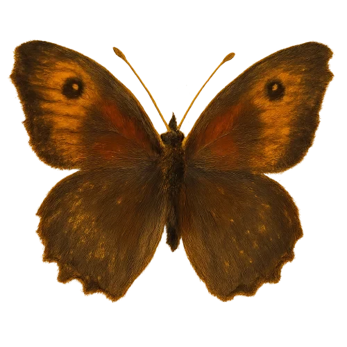 butterfly, 18th century oil painting