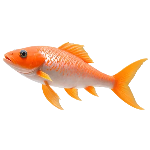 a fish