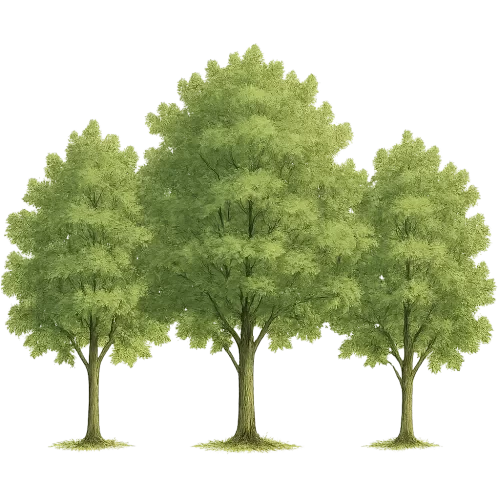 three trees
