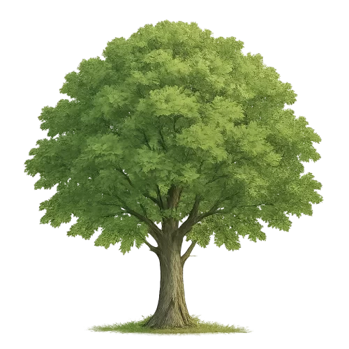 一棵树，透明背景