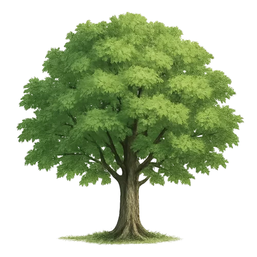 一棵树，透明背景