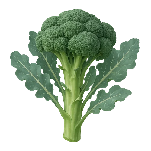 broccoli plant