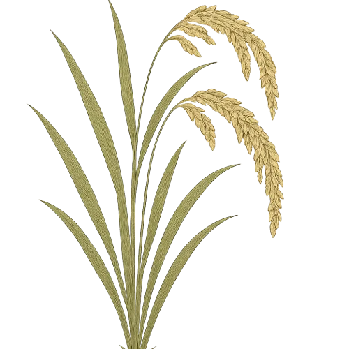 A detailed botanical illustration of a mature rice plant with golden rice grains on curved stalks, surrounded by long, narrow green leaves. The plant is shown with realistic shading and fine line work, isolated on a transparent background. The style is clean, natural, and educational, suitable for a scientific textbook or agricultural diagram.