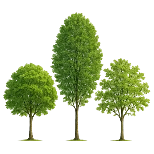 three trees