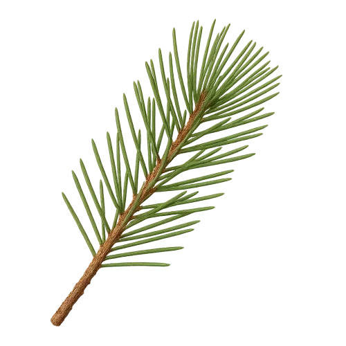 Pine branch