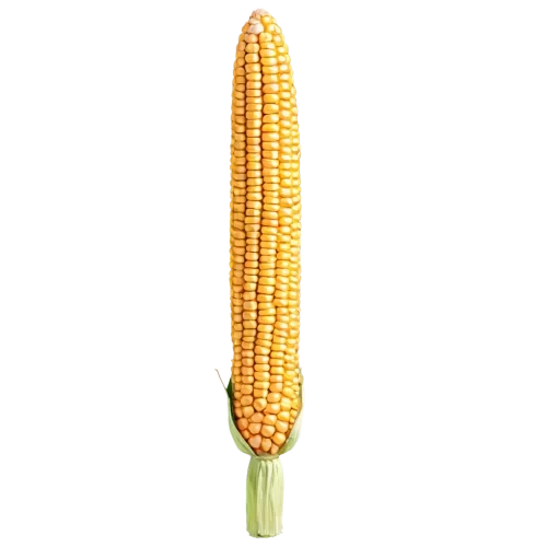 corn
